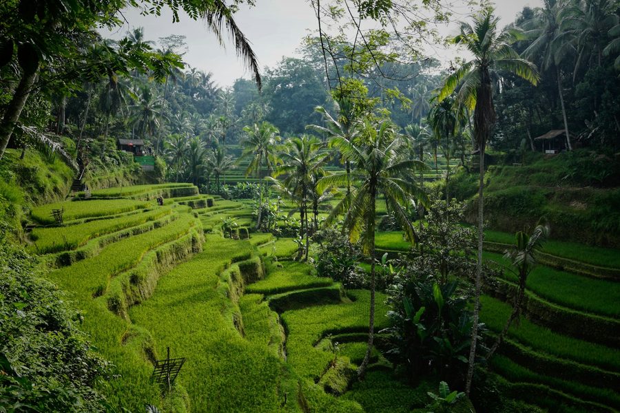 Ubud